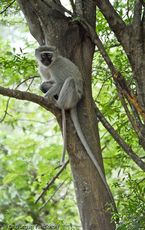 Grüne Meerkatzen (8 von 67).jpg